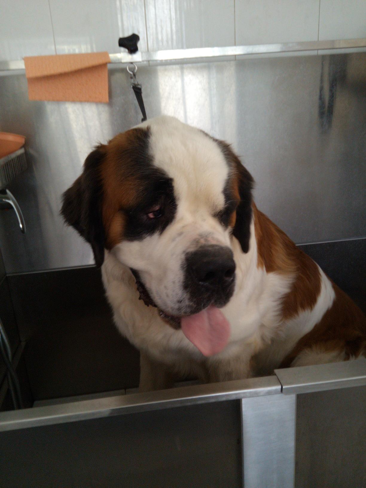 Bain Saint Bernard